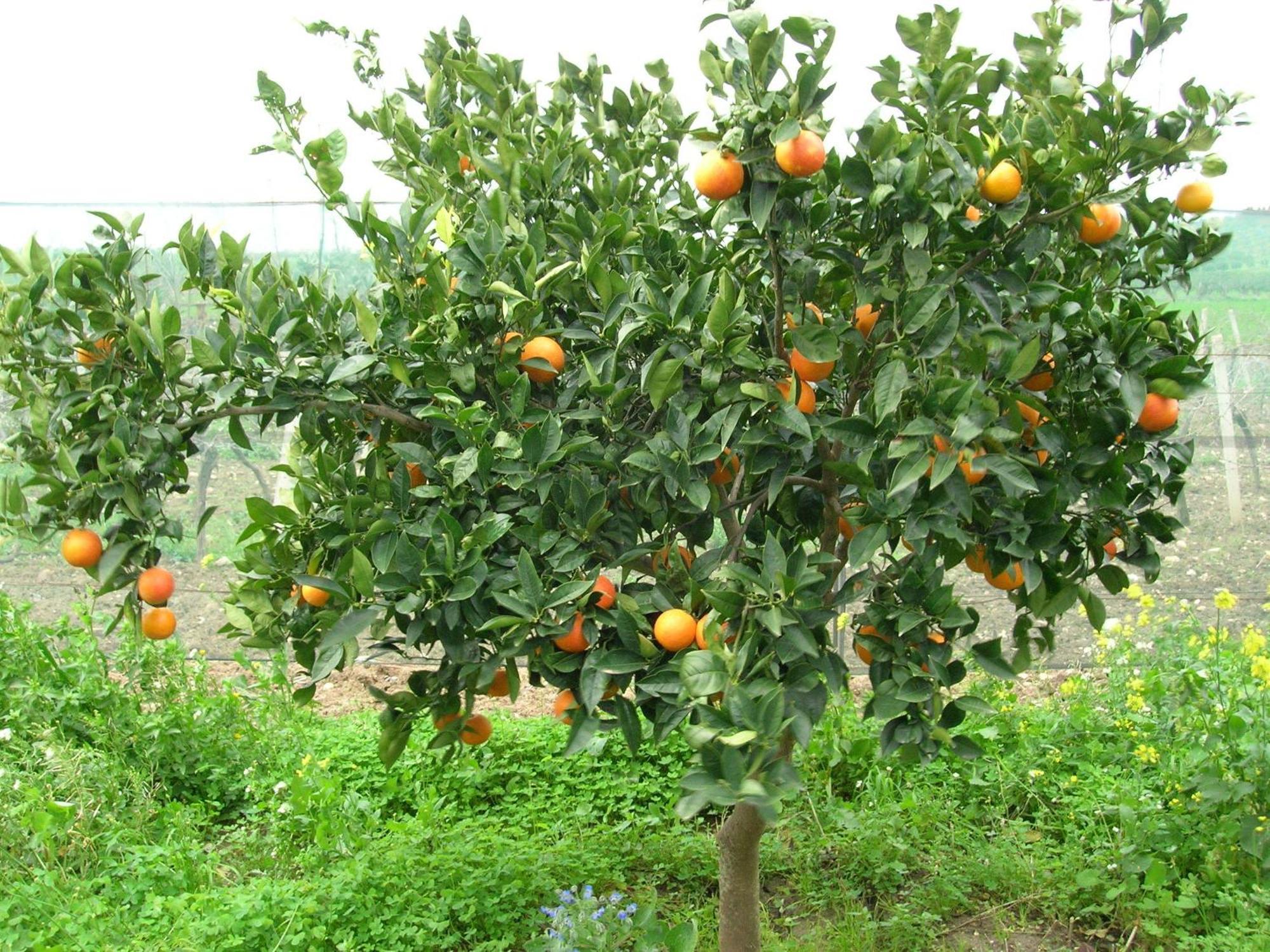Agriturismo Baglio Donna Santa Dattilo Luaran gambar